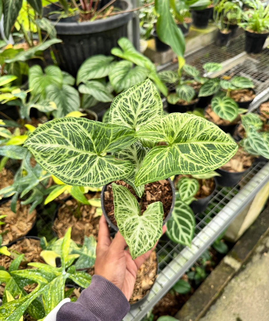 Syngonium Batik / Podophyllum — rare Indonesian plant