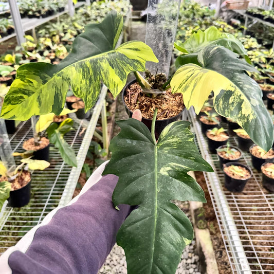 Philodendron Florida Beauty x Distantilobum Variegated — rare Indonesian plant