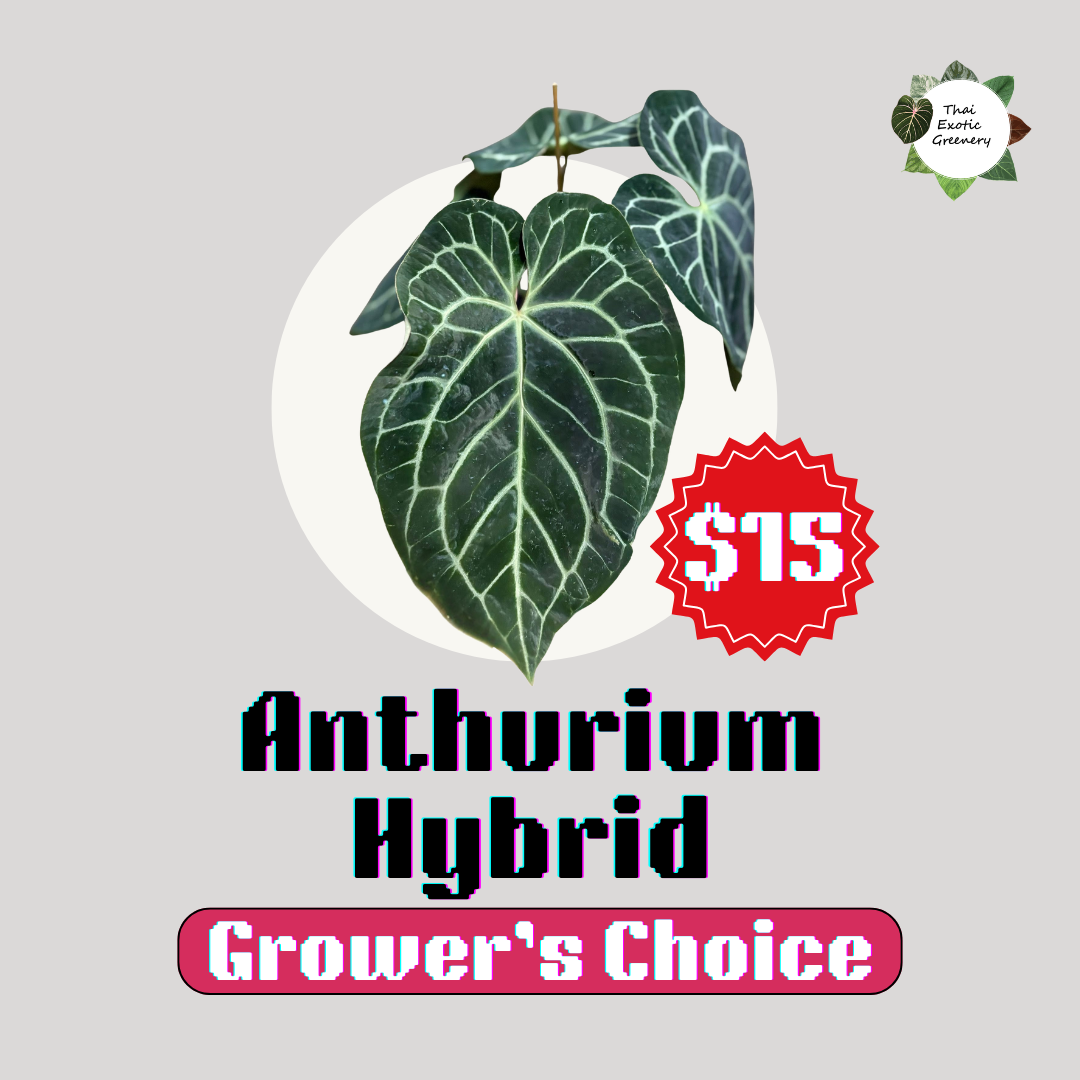 Anthurium Hybrid (Grower's choice)