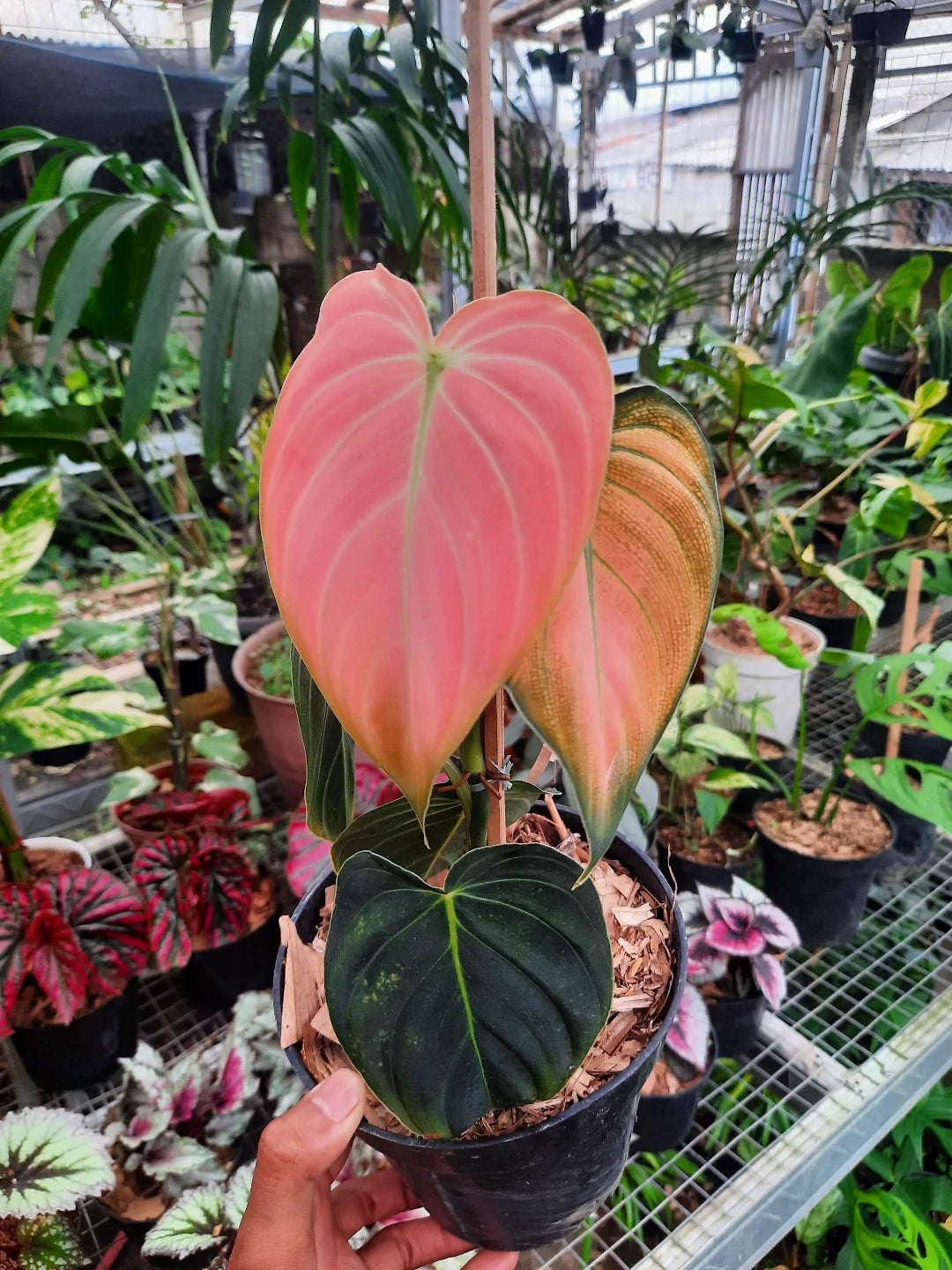 Philodendron Melanocrhysum Pink — rare Indonesian plant