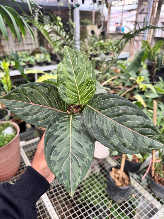 Aglaonema Red Army Tricolor — rare Indonesian plant
