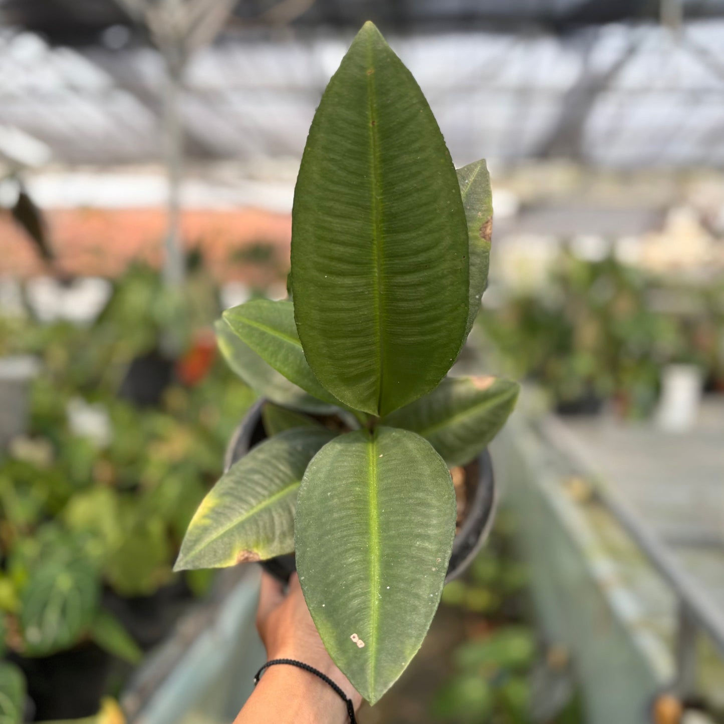 Labisia sp Silver — rare Indonesian plant