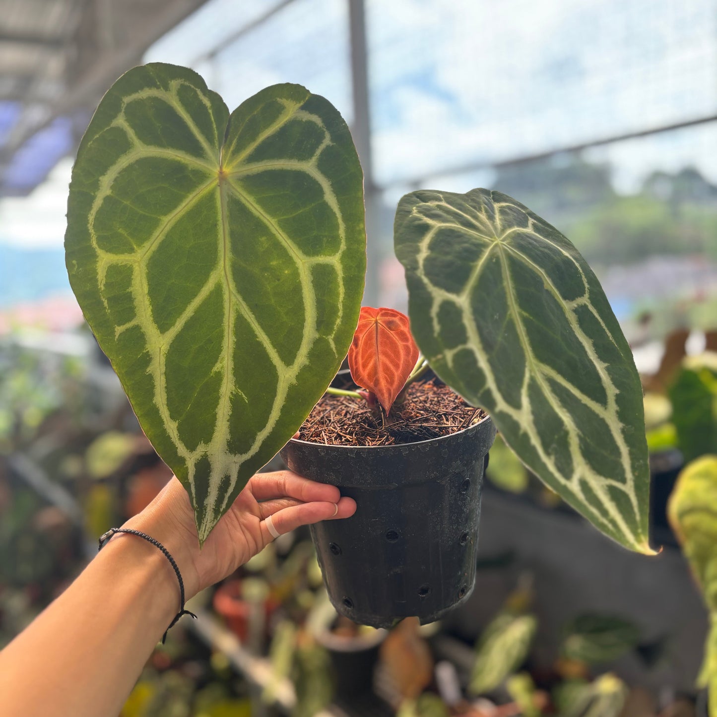 Anthurium Forgetii x Crystallinum Mutation - Indonesian Rare Plants