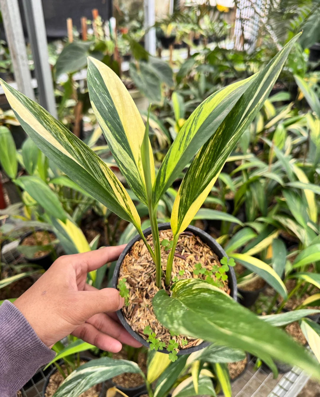 Epipremnum Amplissimum Yellow Variegated — rare Indonesian plant