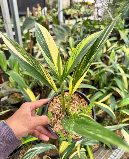 Epipremnum Amplissimum Yellow Variegated — rare Indonesian plant