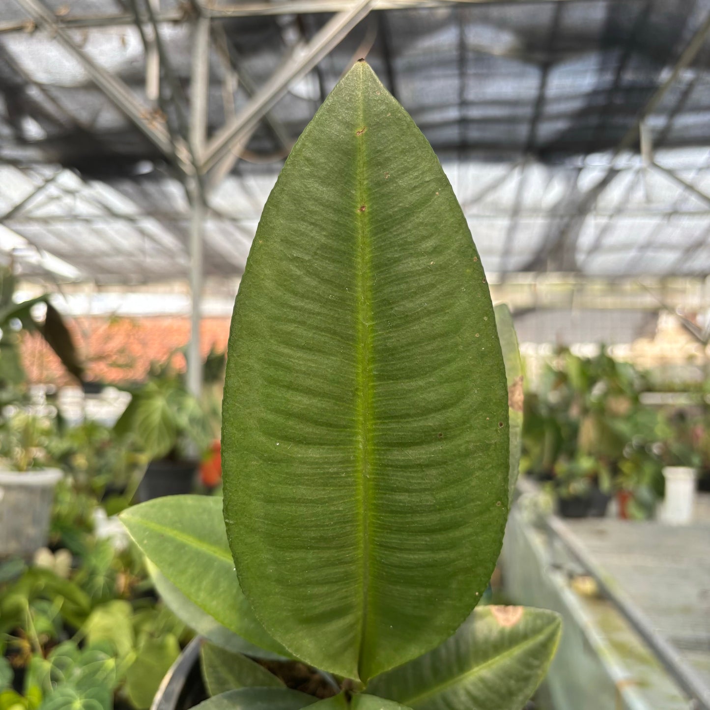 Labisia sp Silver — photo 2