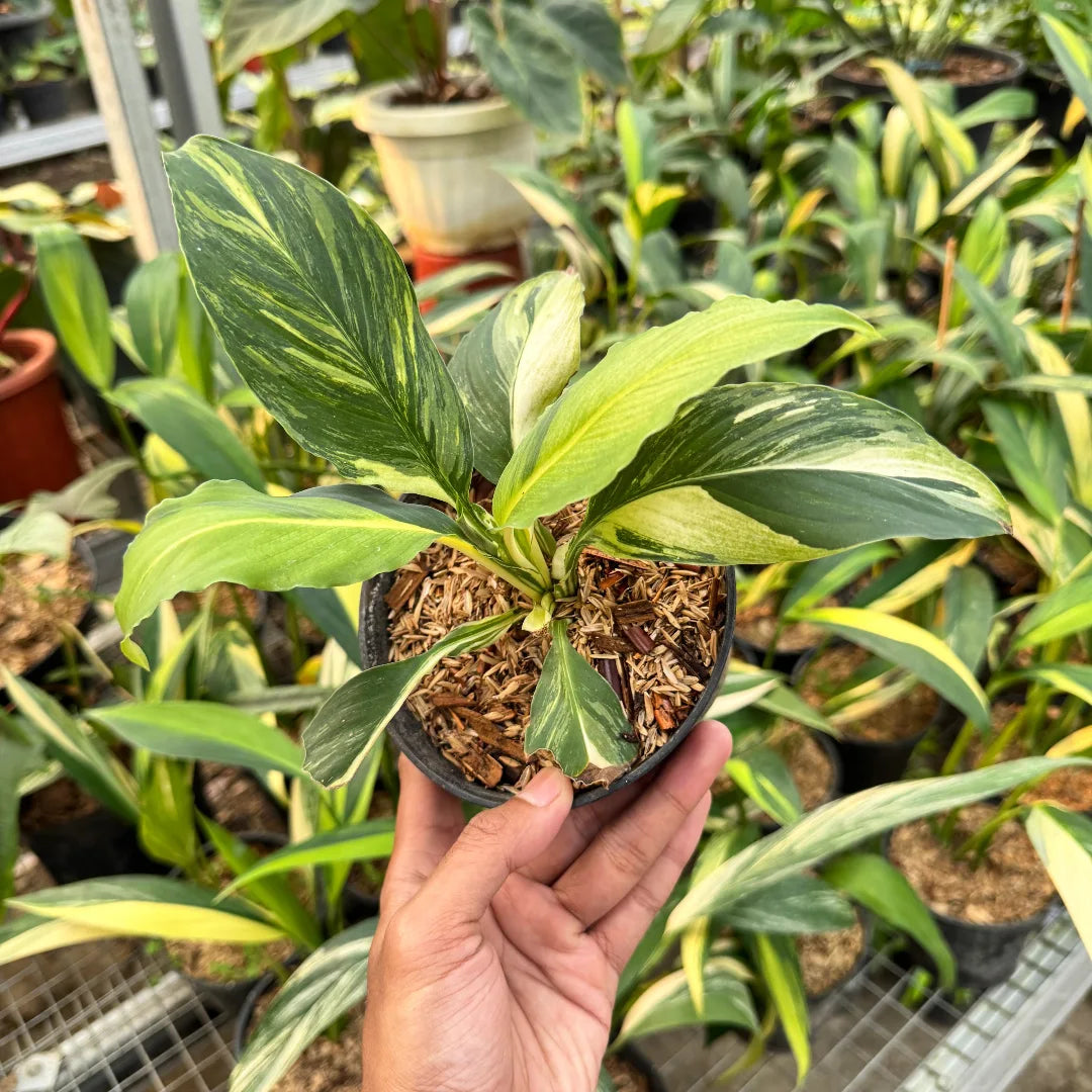 Sphathiphyllum Golden Sensation — rare Indonesian plant