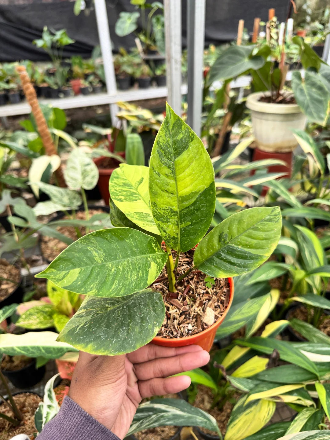 Rhaphidophora Foraminifera Aurea — rare Indonesian plant