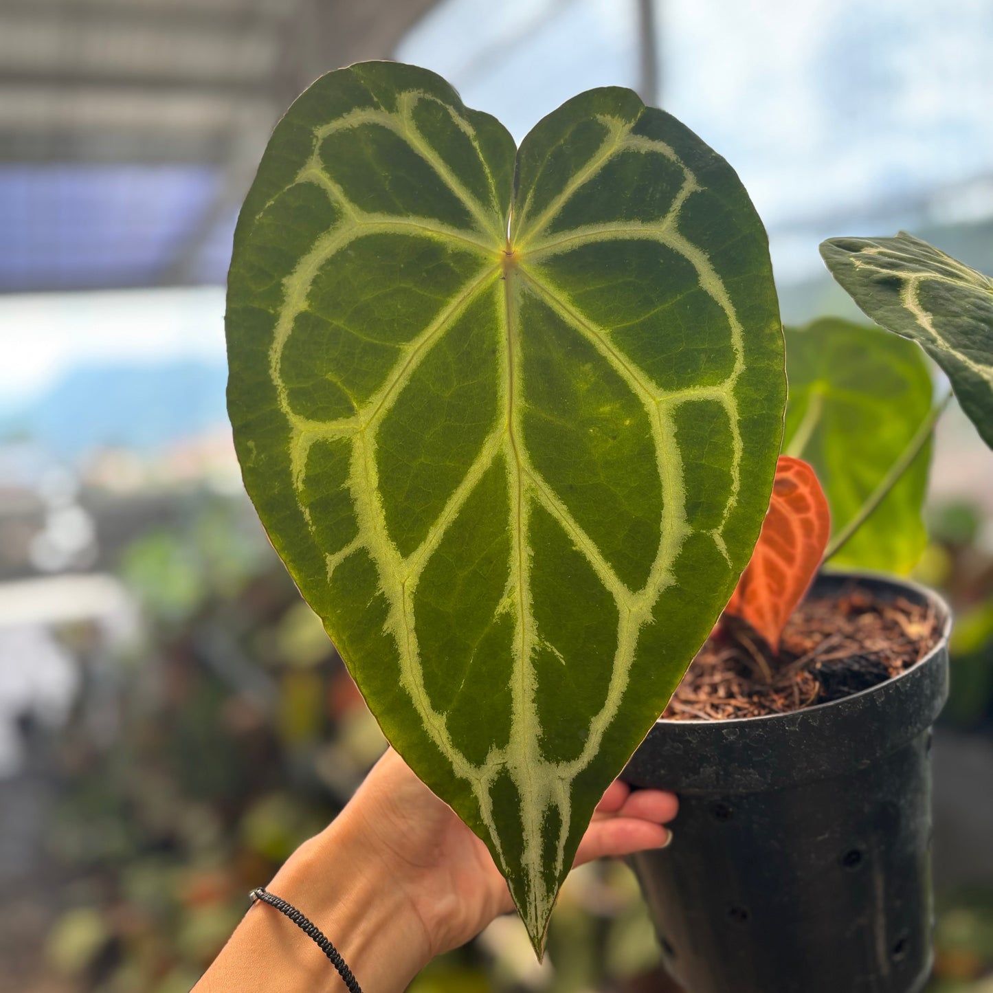 Anthurium Forgetii x Crystallinum Mutation