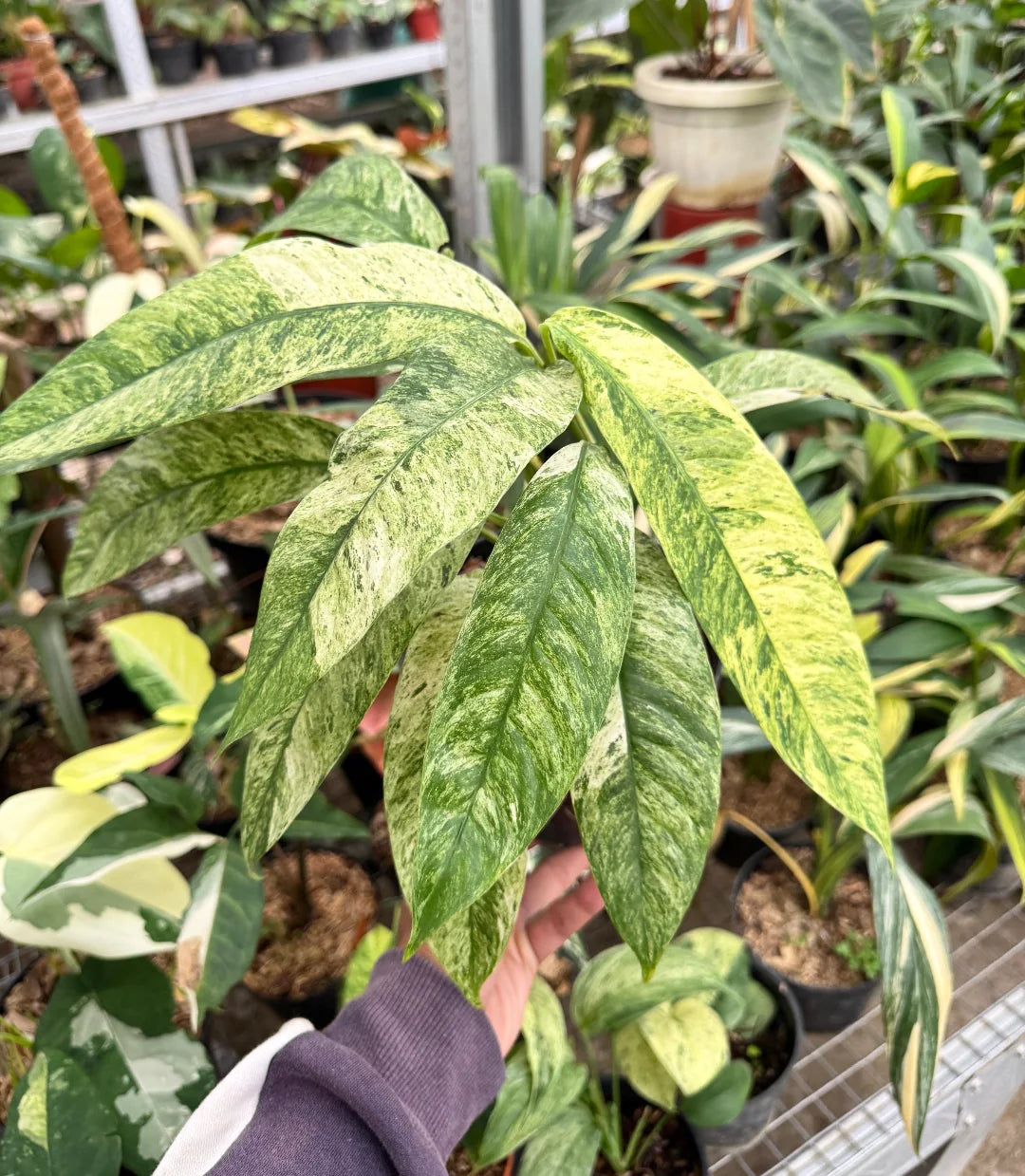 Rhaphidophora Gorilan Variegated — rare Indonesian plant