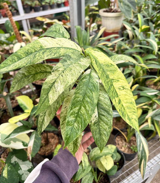 Rhaphidophora Gorilan Variegated — rare Indonesian plant