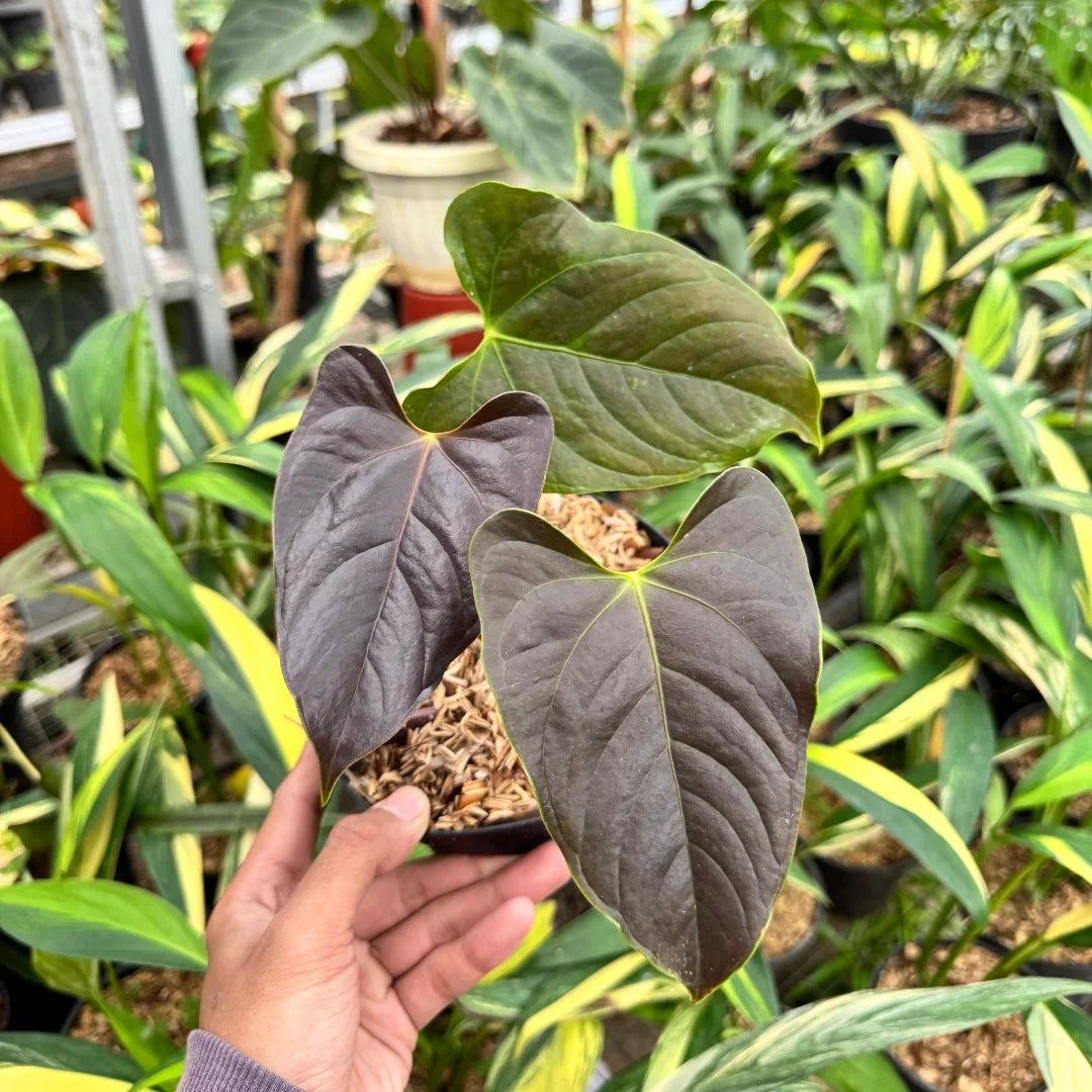 Anthurium Queen Of Hearts — rare Indonesian plant