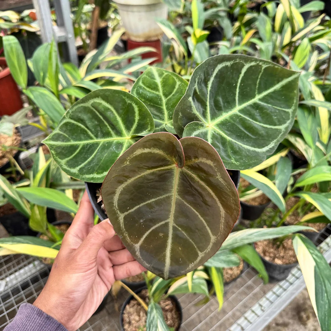 Anthurium Hoffmanii x Red Sinus — rare Indonesian plant