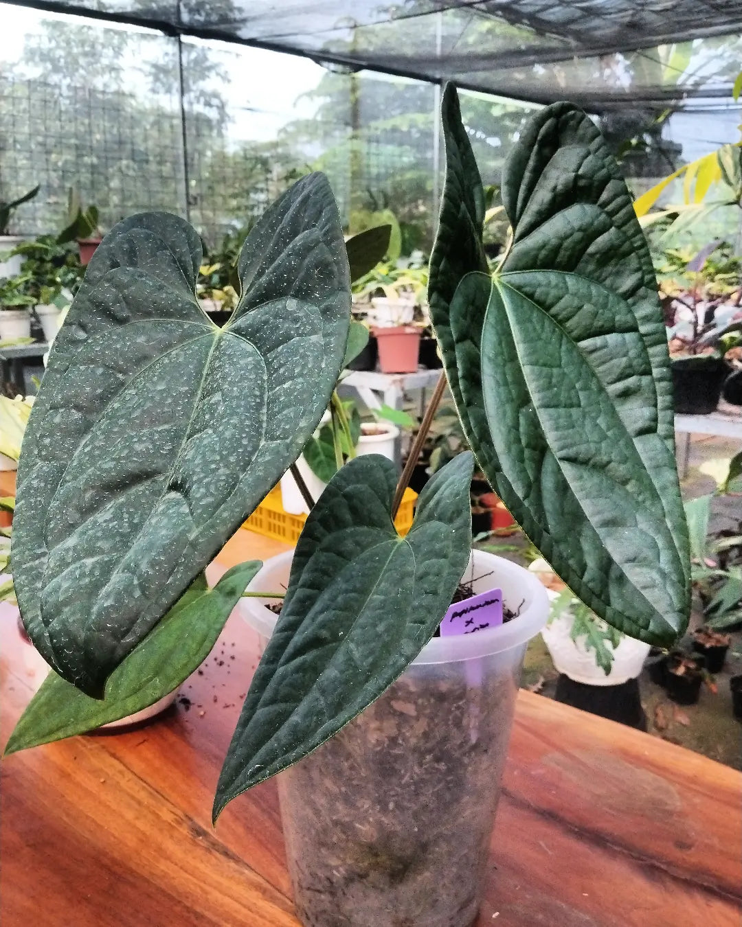 Anthurium Papillilaminum x Luxurians — rare Indonesian plant