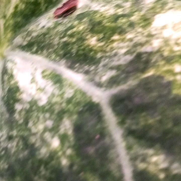 Anthurium Megalove Variegated — photo 2