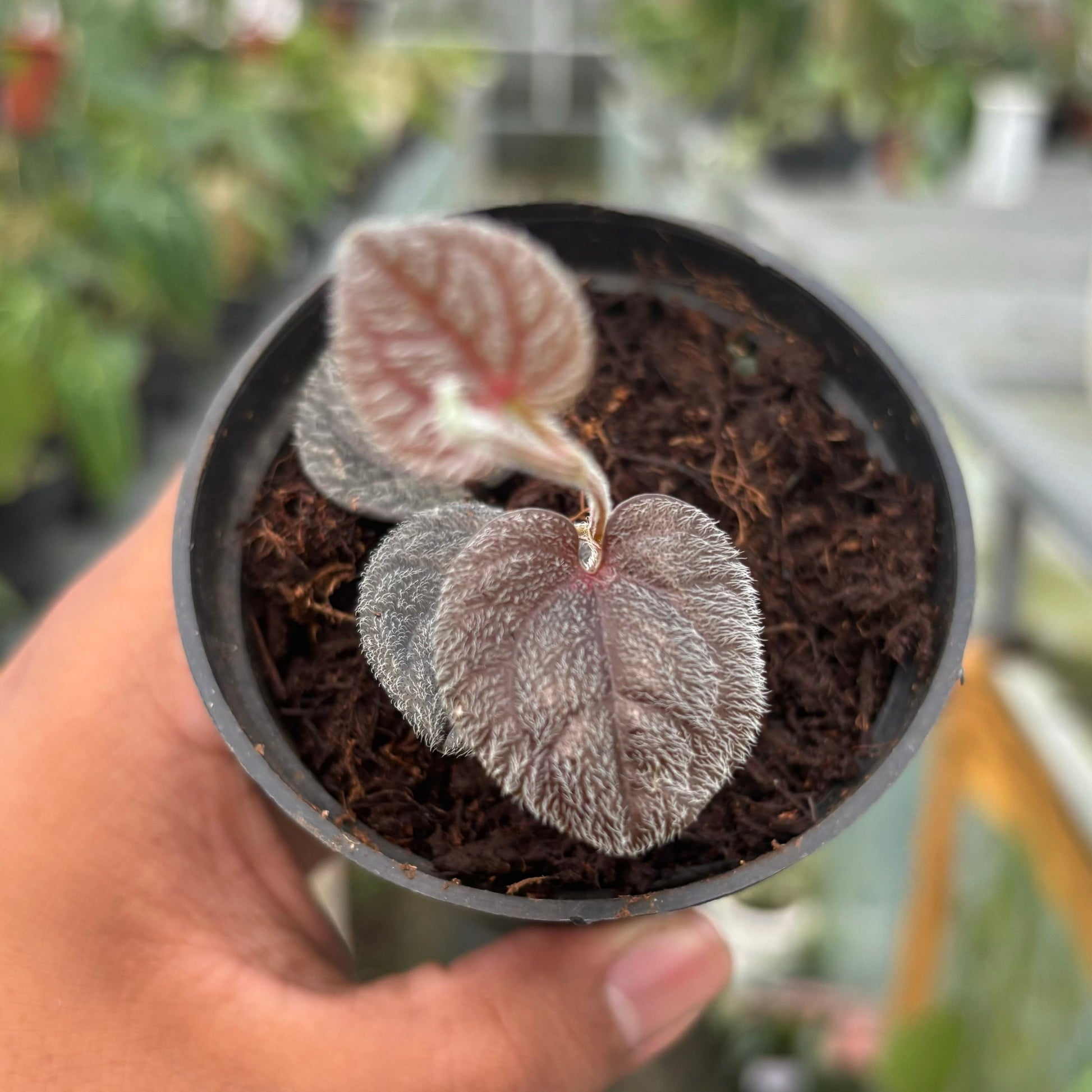 Piper Pride of Papua — rare Indonesian plant