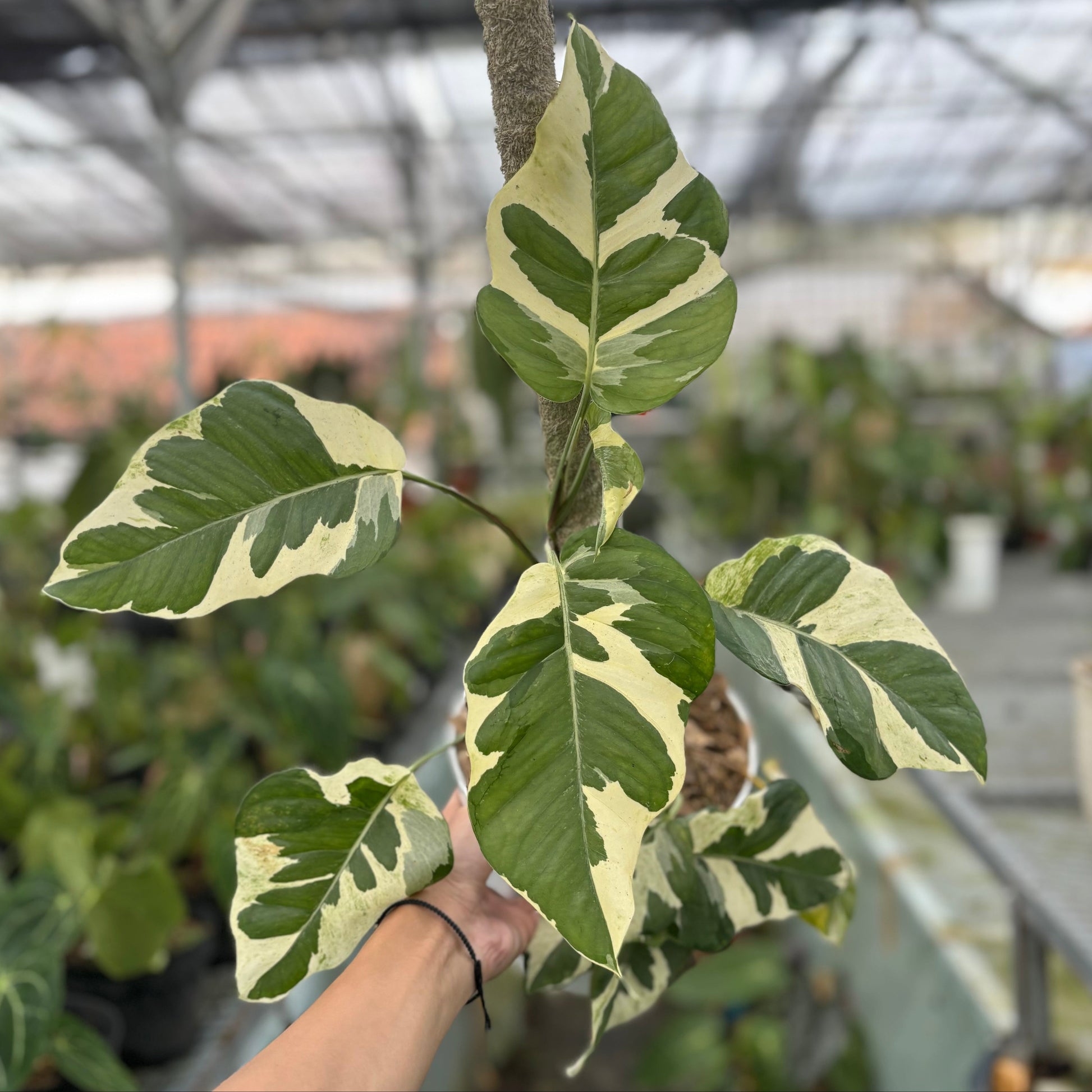 Epipremnum Aureum ‘Manjula Photos’ — rare Indonesian plant