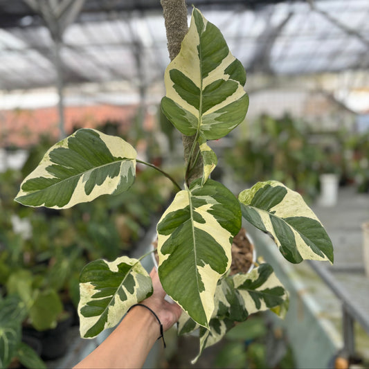 Epipremnum Aureum ‘Manjula Photos’ — rare Indonesian plant