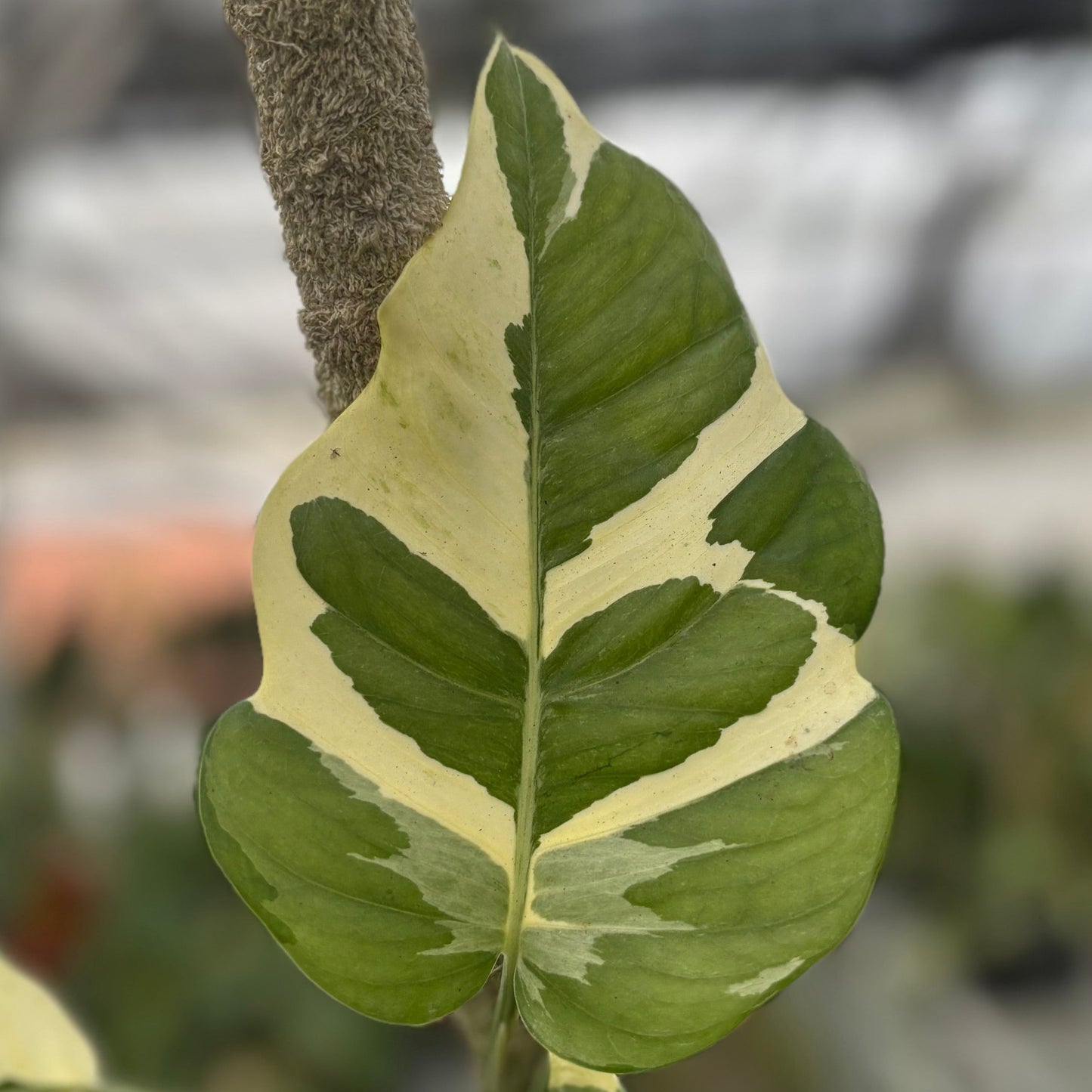 Epipremnum Aureum ‘Manjula Photos’ — photo 4