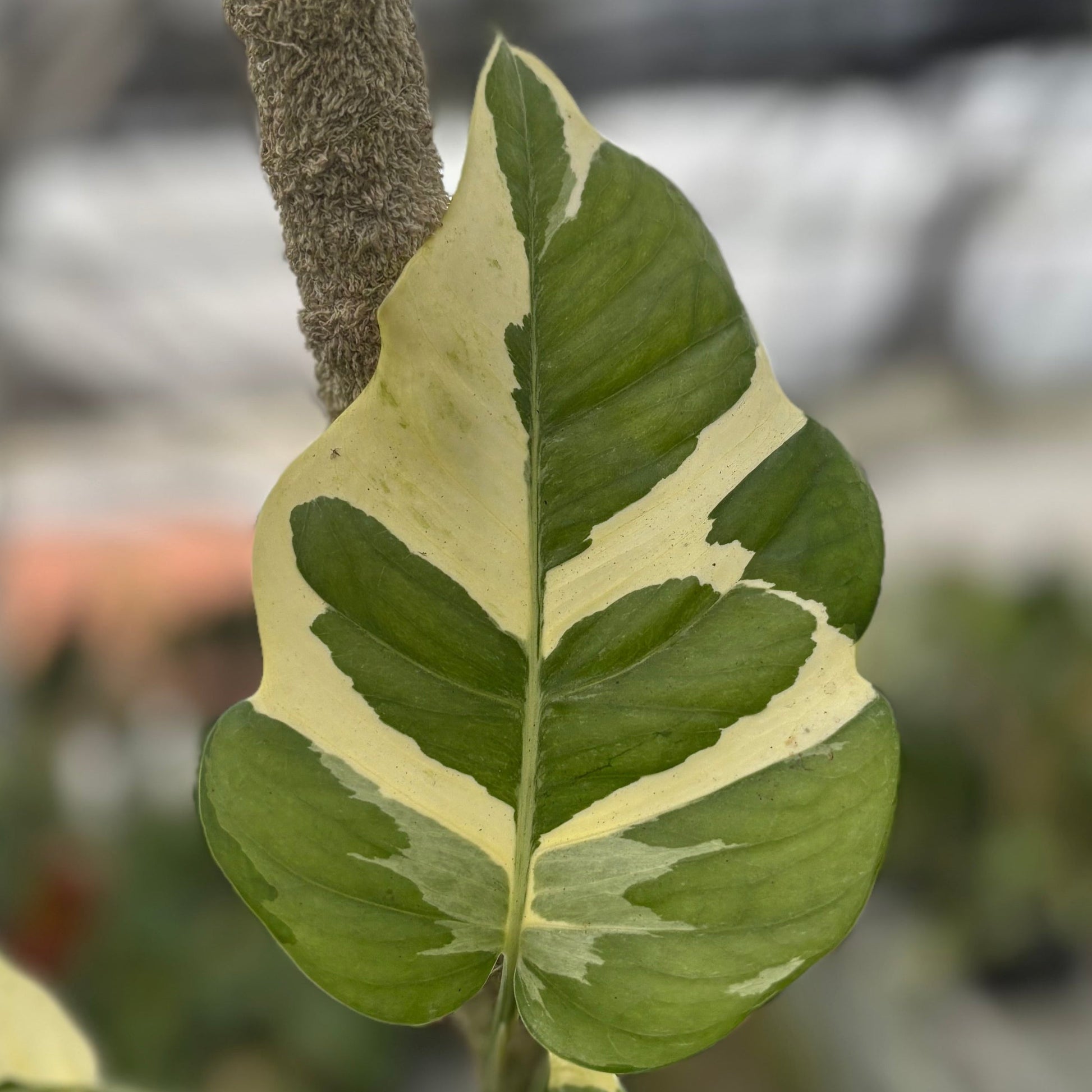 Epipremnum Aureum ‘Manjula Photos’ — photo 4