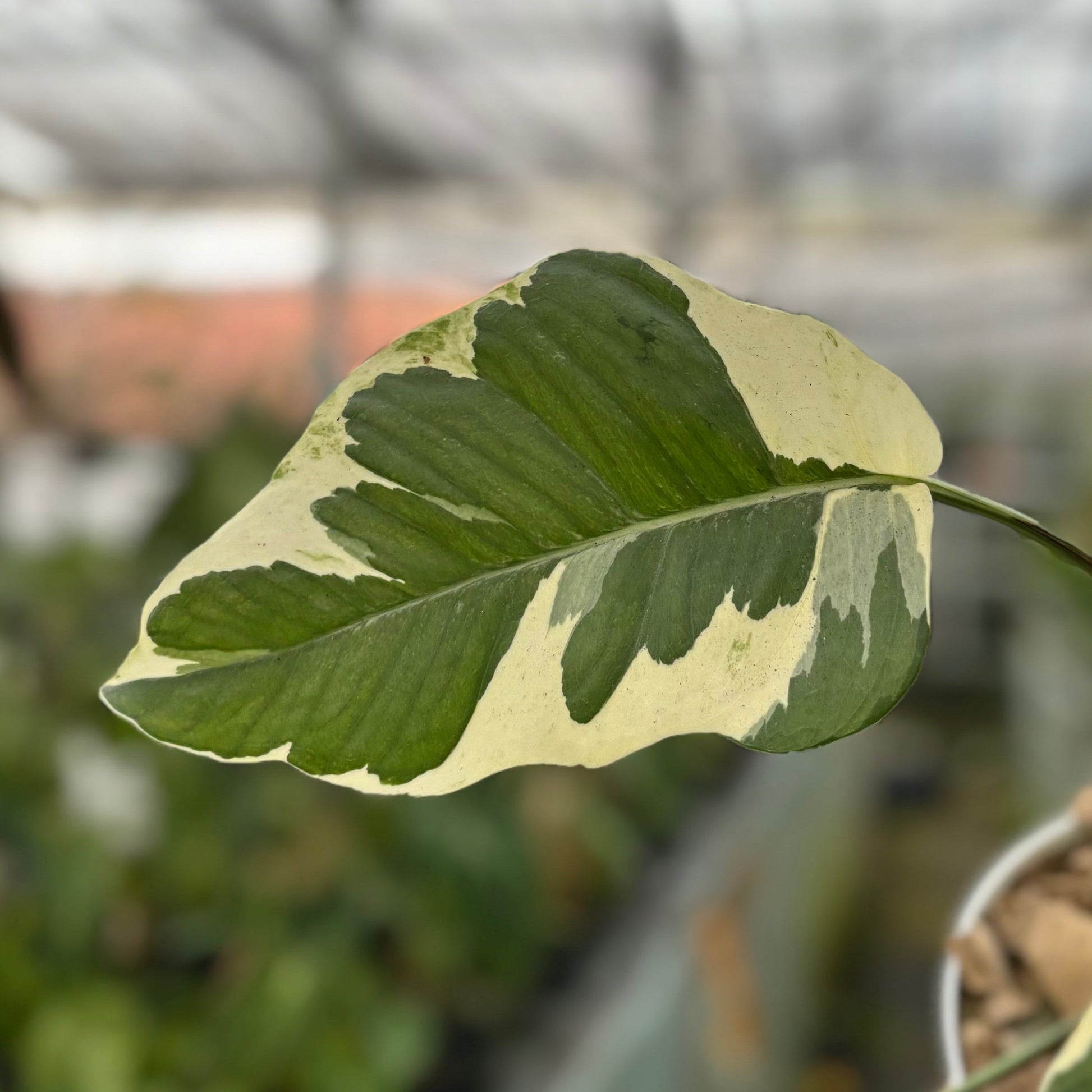 Epipremnum Aureum ‘Manjula Photos’ — photo 2