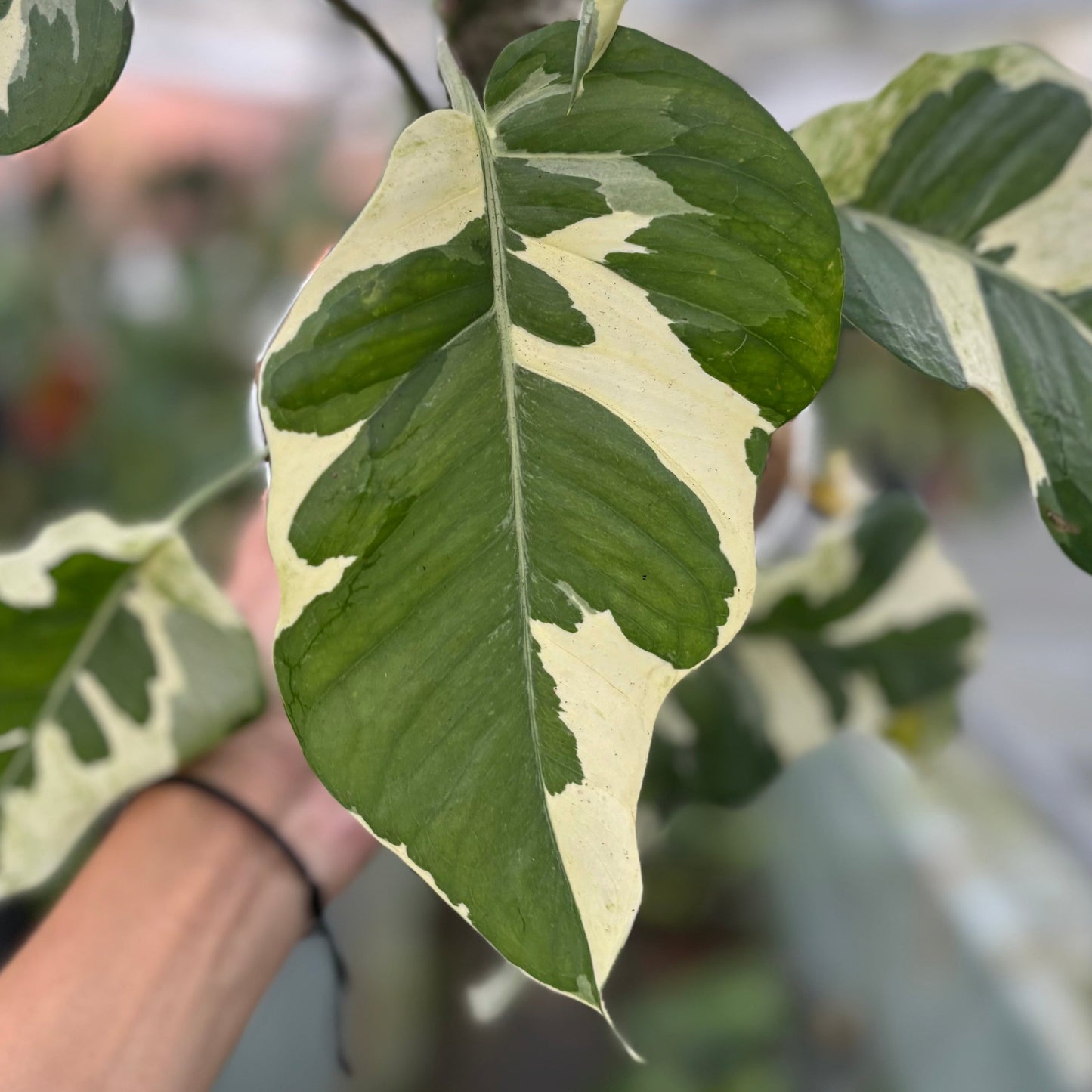 Epipremnum Aureum ‘Manjula Photos’ — photo 3