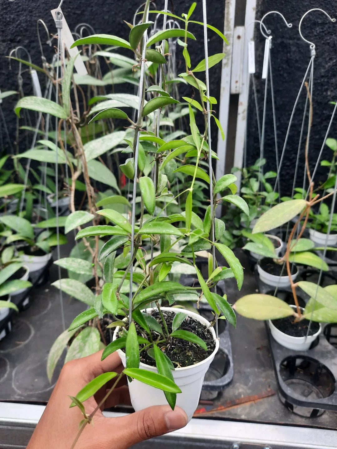 Hoya SP Zambales — rare Indonesian plant