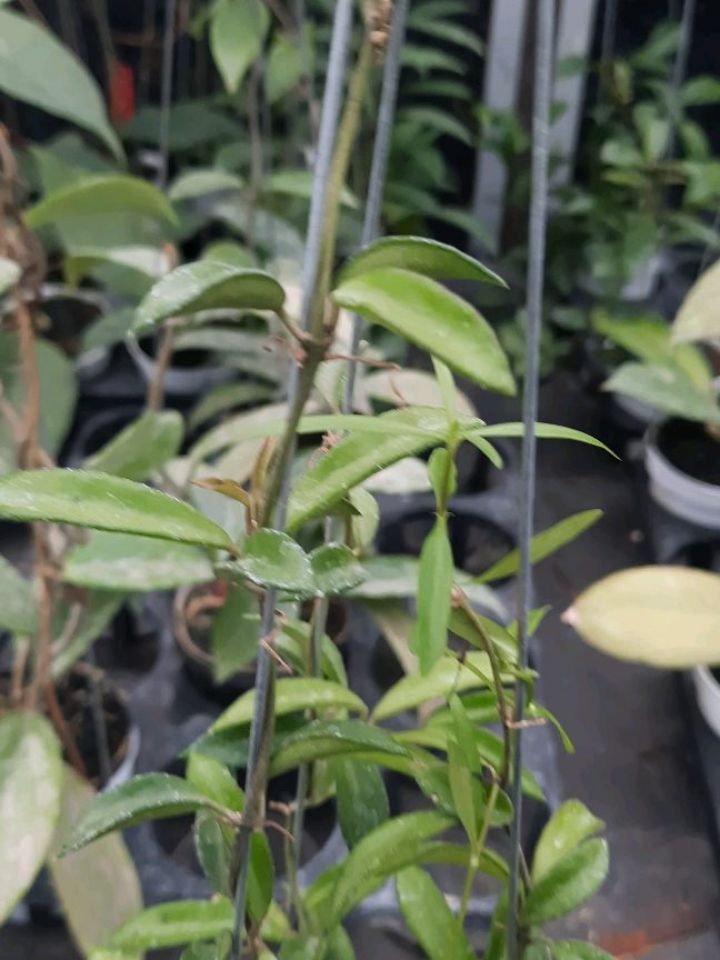 Hoya SP Zambales — photo 2