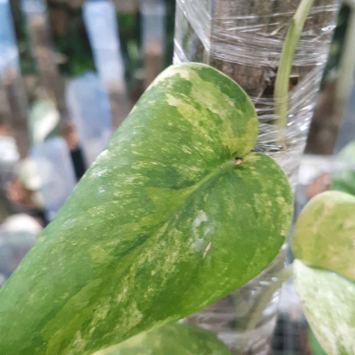 Scindapsus Silver Splash Tricolor — photo 2