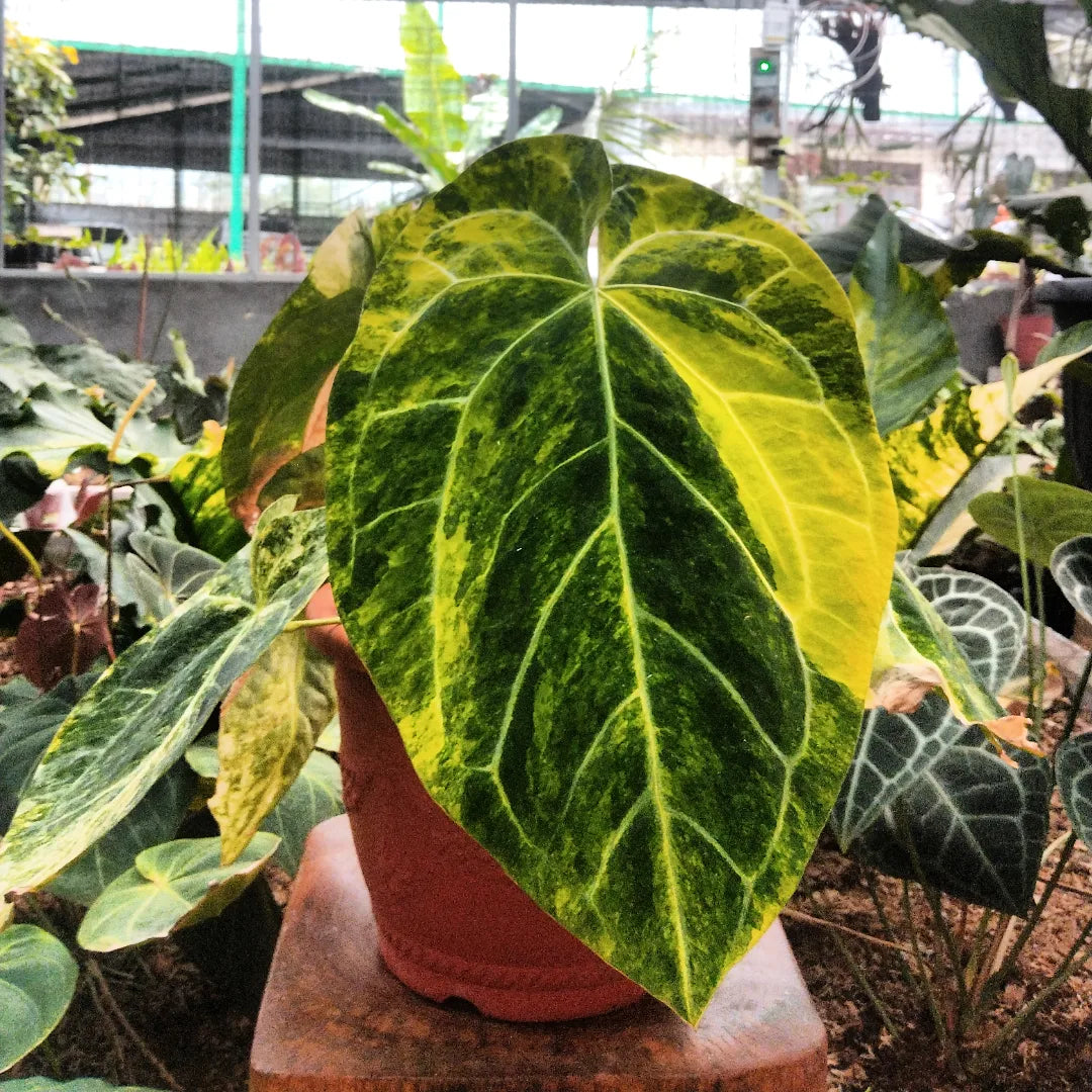 Anthurium Megalove Variegated — rare Indonesian plant
