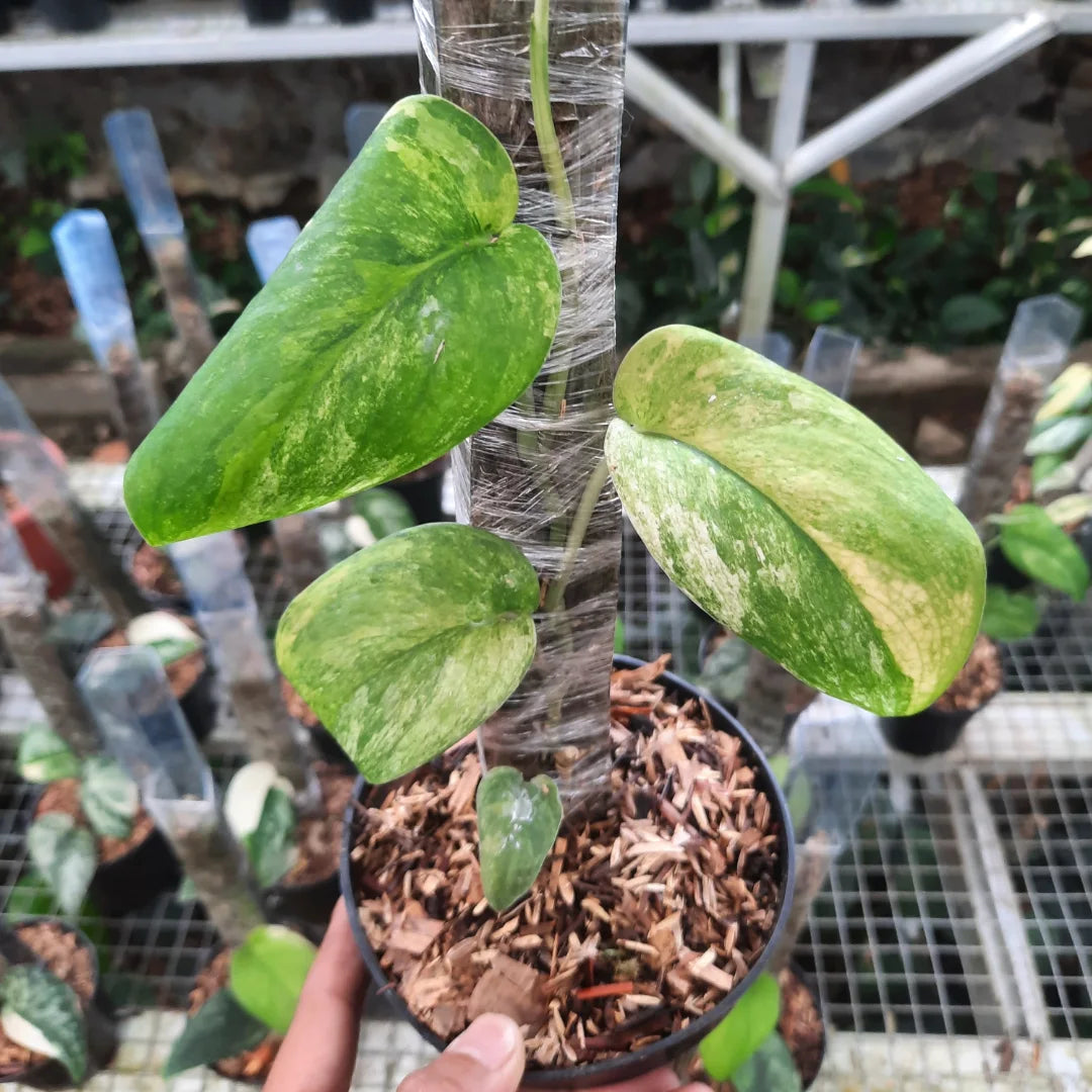 Scindapsus Silver Splash Tricolor — rare Indonesian plant