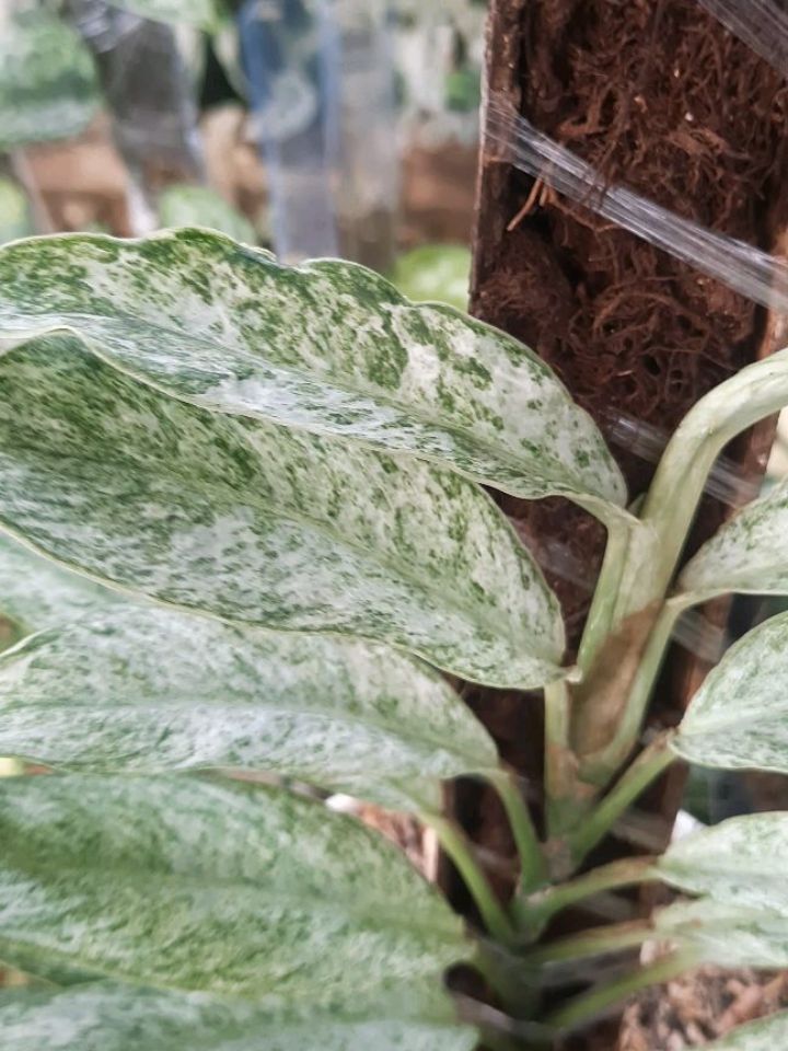 Rhaphidophora Elliptifolia White Marble — photo 2