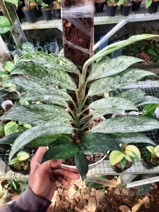 Rhaphidophora Elliptifolia White Marble — rare Indonesian plant