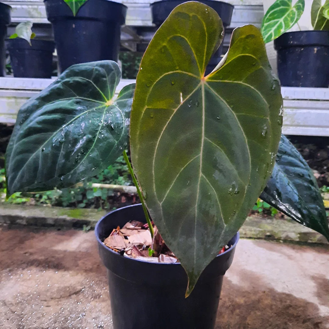 Anthurium X-One — rare Indonesian plant