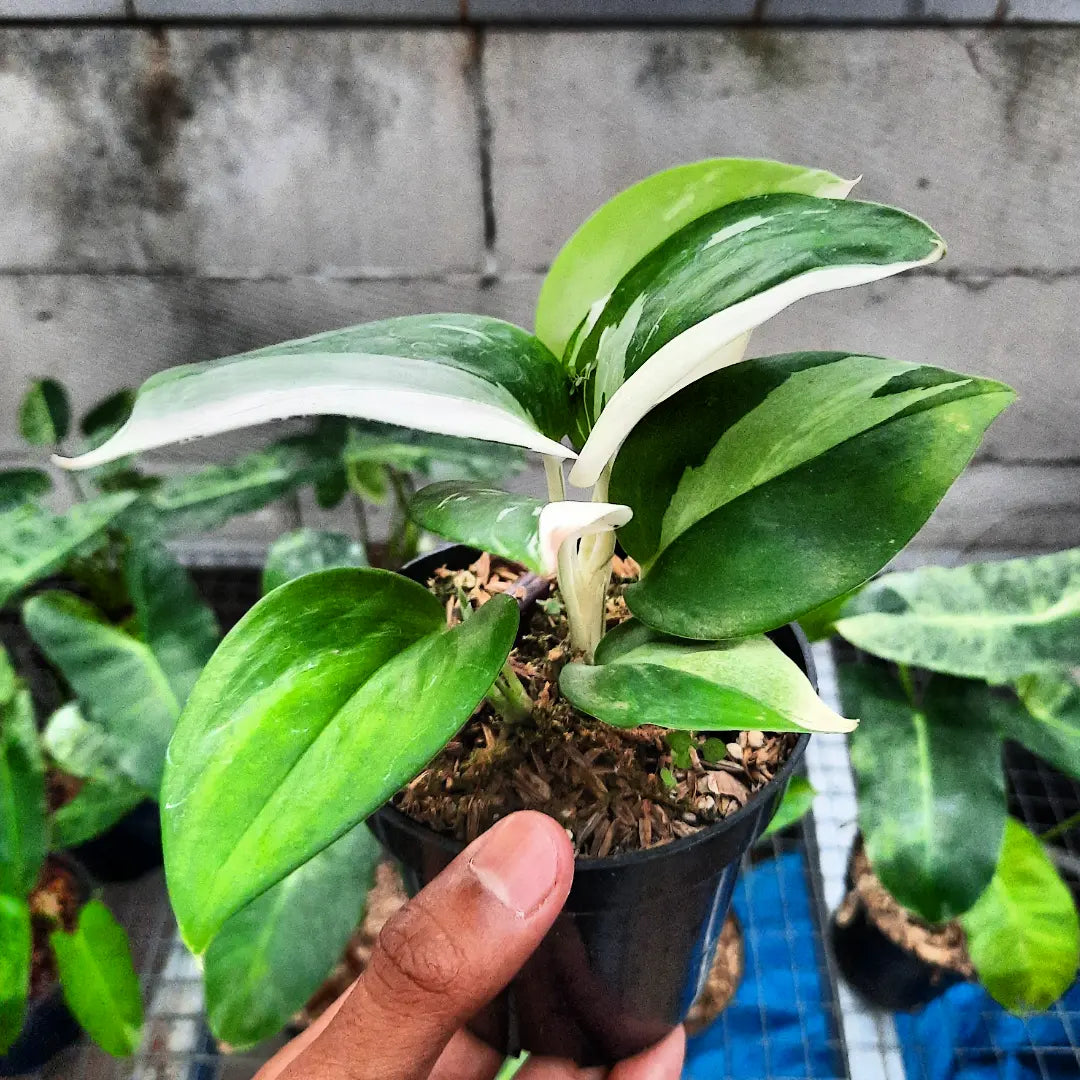 Scindapsus Treubii Moonlight Albo — rare Indonesian plant