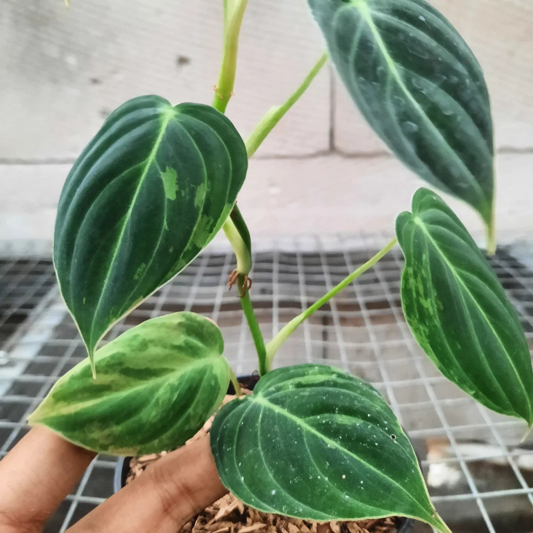 Philodendron Melanocrhysum Variegated — photo 4