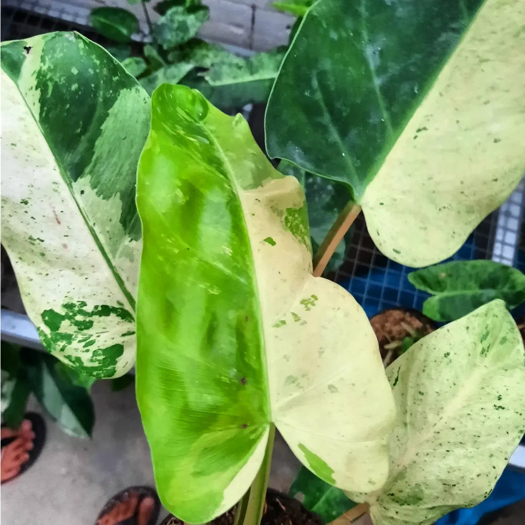 Philodendron Wipple Way White — photo 2