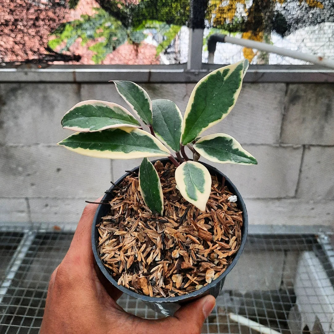 Hoya Flamingo — rare Indonesian plant