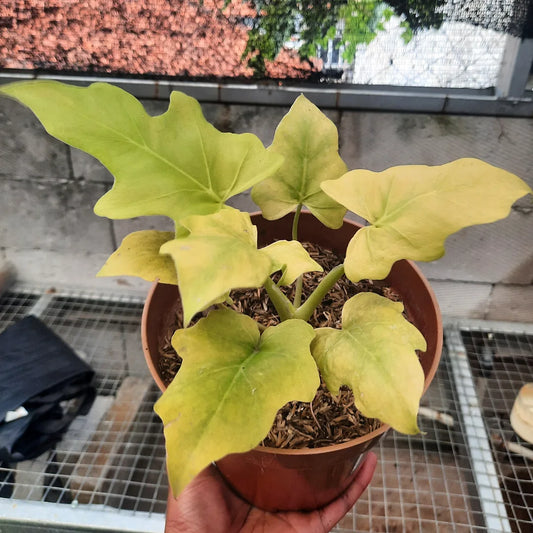 Philodendron Warscewiczii Golden Finger — rare Indonesian plant