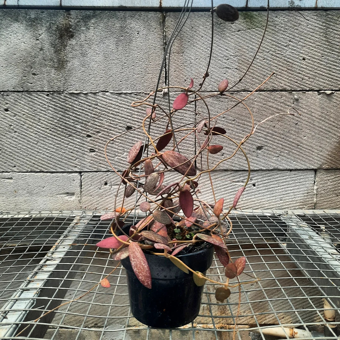 Hoya Sigillatis Red Borneo — rare Indonesian plant