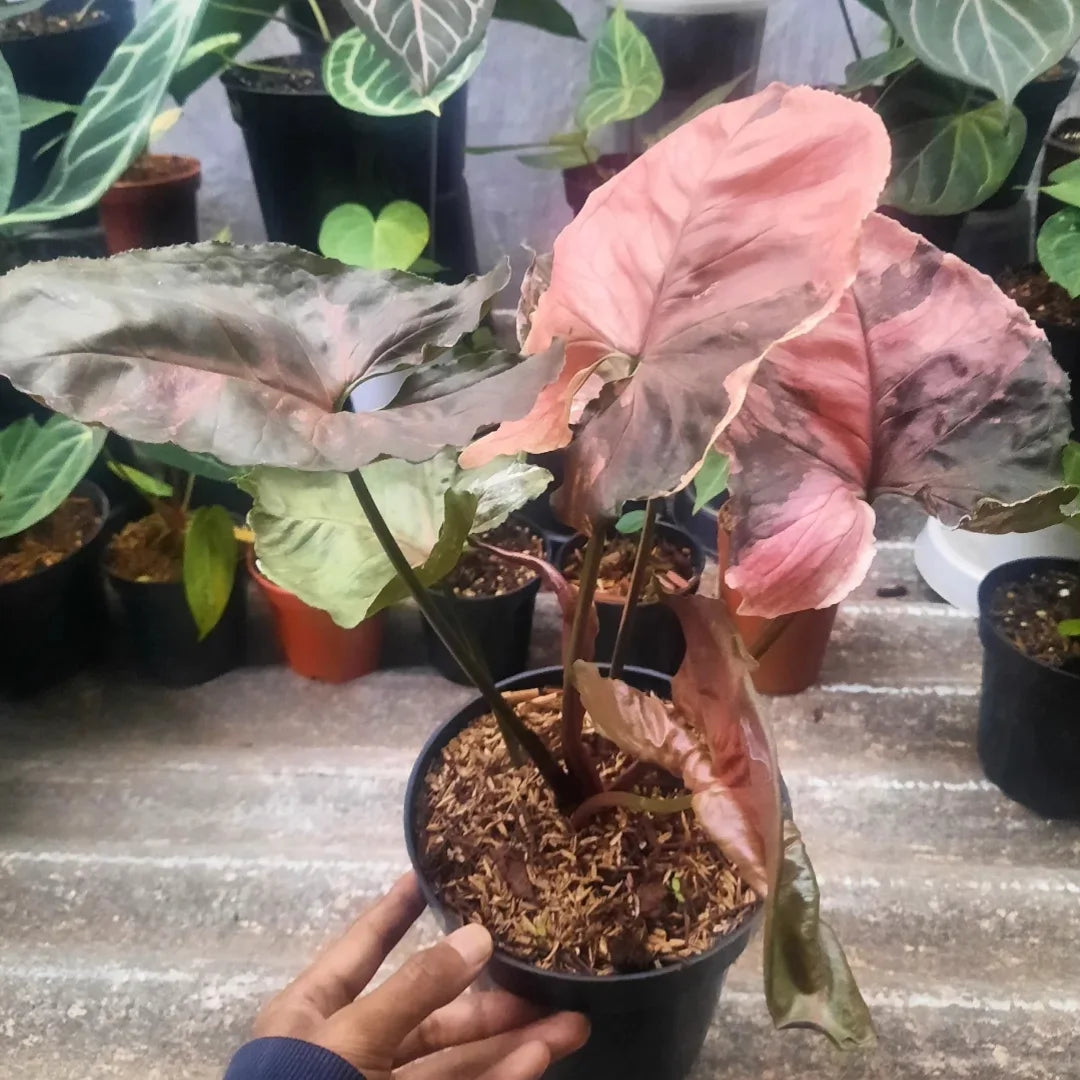 Syngonium Strawberry Ice Galaxy — rare Indonesian plant