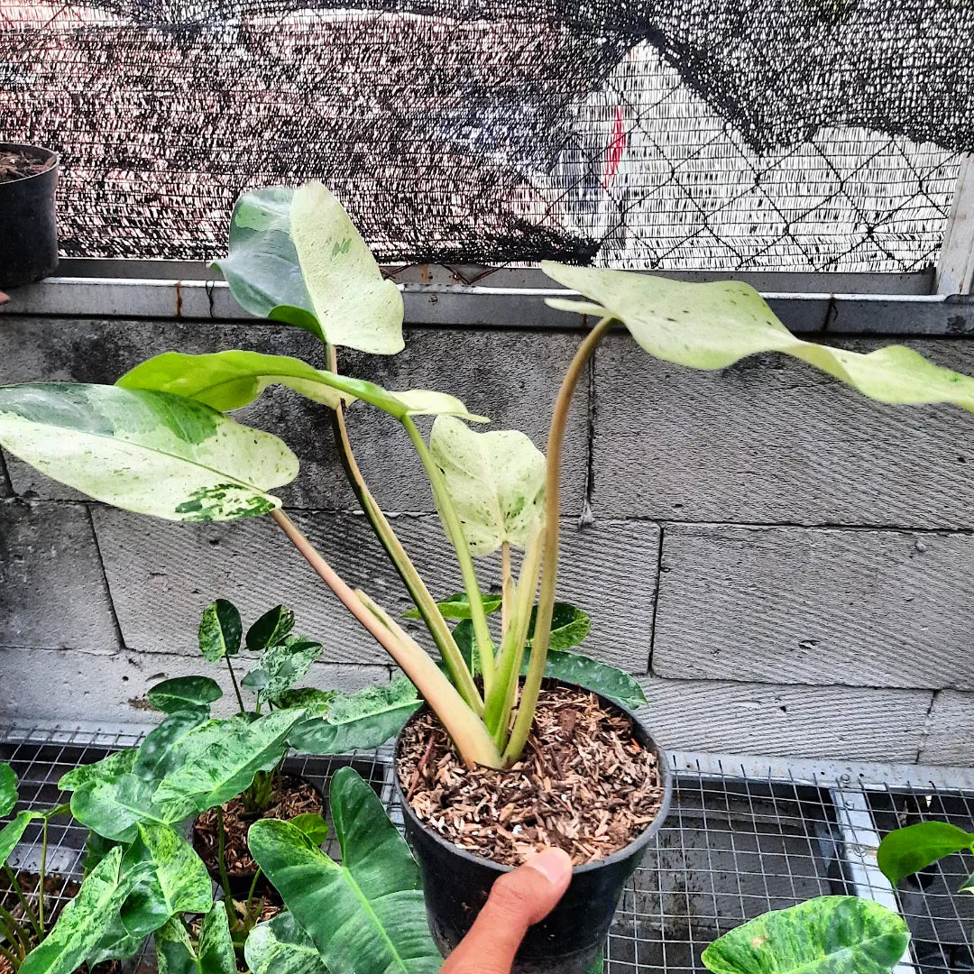 Philodendron Wipple Way White — rare Indonesian plant