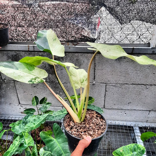 Philodendron Wipple Way White — rare Indonesian plant
