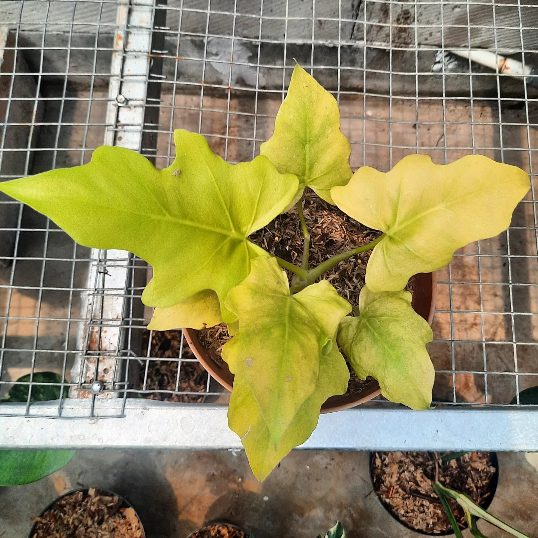 Philodendron Warscewiczii Golden Finger — photo 2