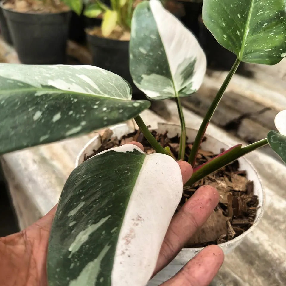 Philodendron White Princes — photo 2