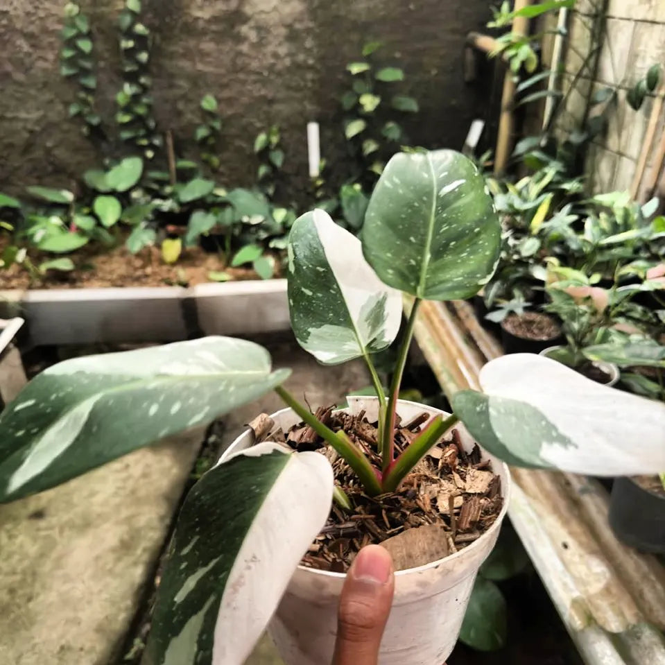 Philodendron White Princes — rare Indonesian plant