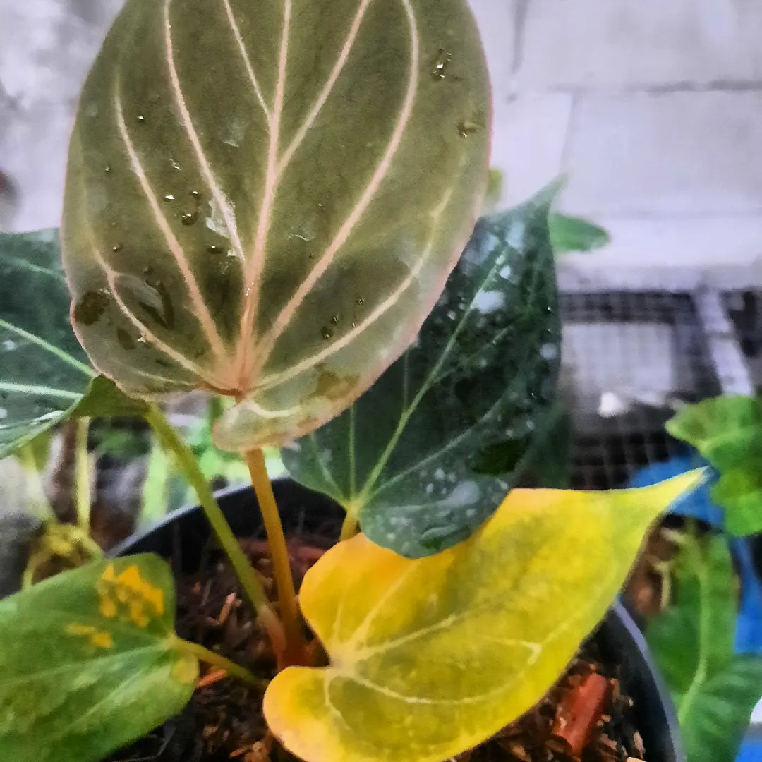 Anthurium King Of Spades HU — photo 2