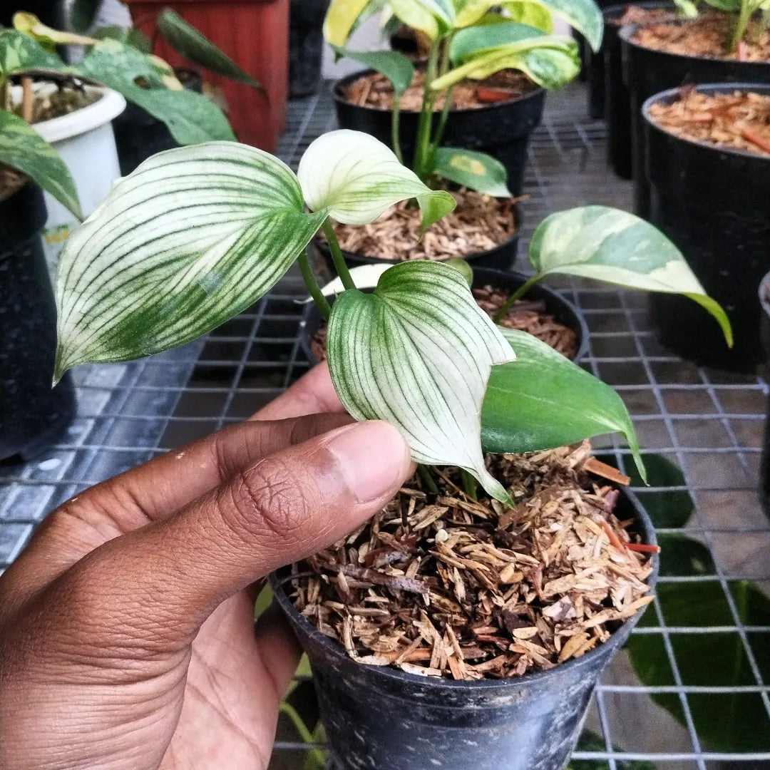 Scindapsus White Monster — rare Indonesian plant