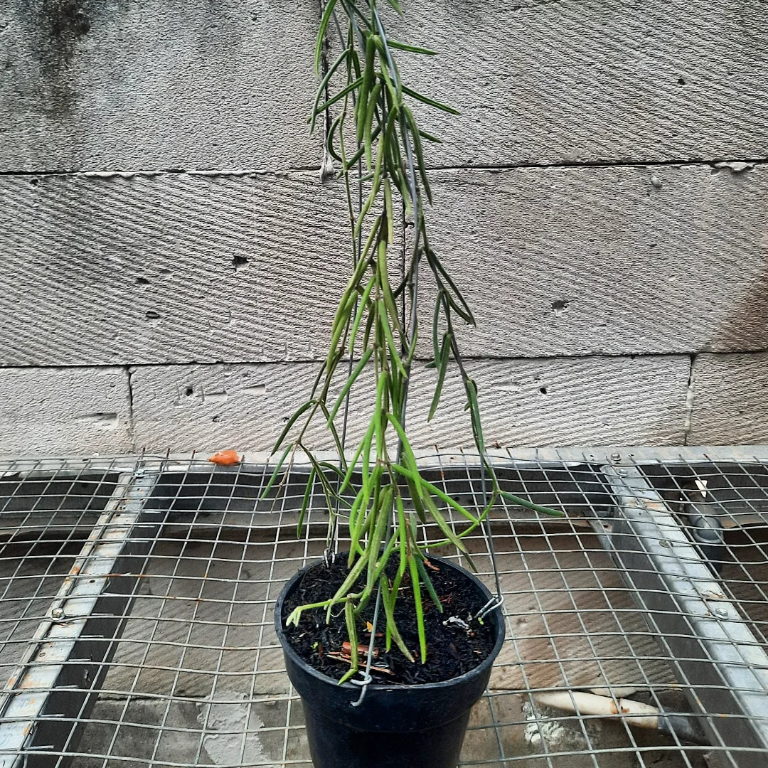 Hoya Linearis — rare Indonesian plant