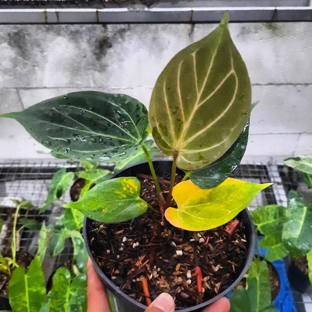 Anthurium King Of Spades HU — rare Indonesian plant